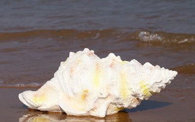 湖邊擺放的長行的玻璃鋼創意海螺雕塑